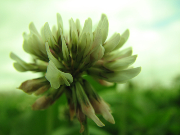 Clover Bloom at Two Rivers Park