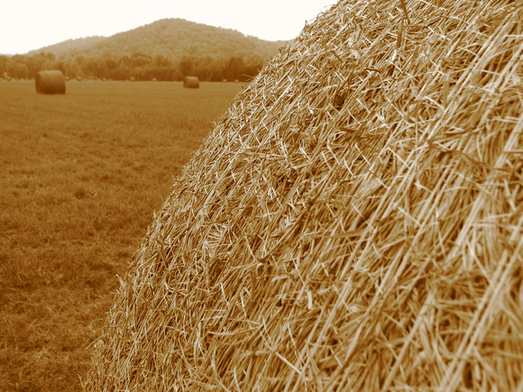 Hay, It's Some Sepia