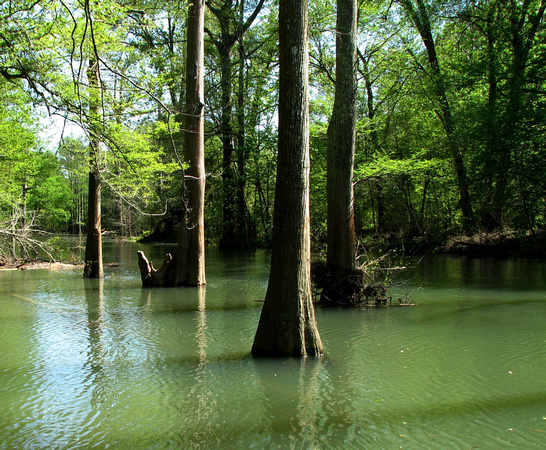 Little Maumelle River from the Arkansas Arboretum