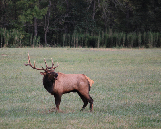 Elk at Boxley Valley