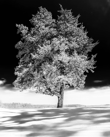 Lone Cedar Tree in the Snow