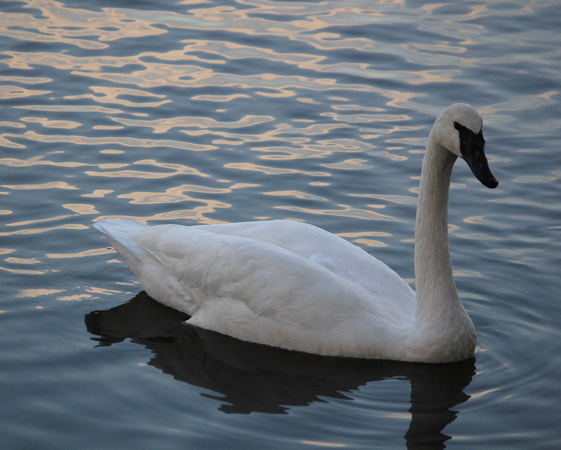 Trumpeter Swan at Magness Lake