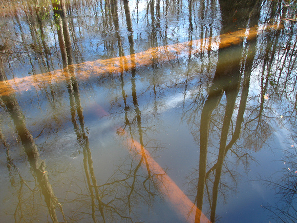 Shallow Swamp Reflections