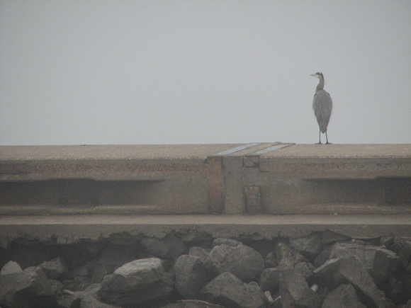 Egret in Thick Fog at the Big Dam Bridge