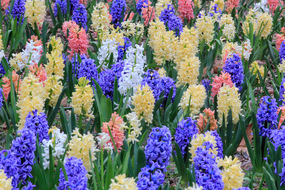 Hyacinth Fields Forever