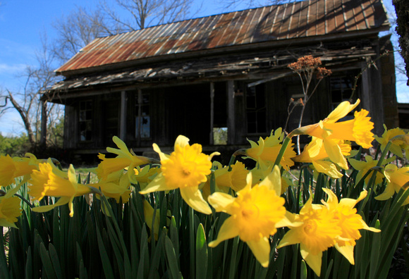 Daffodils at the Dogtrot