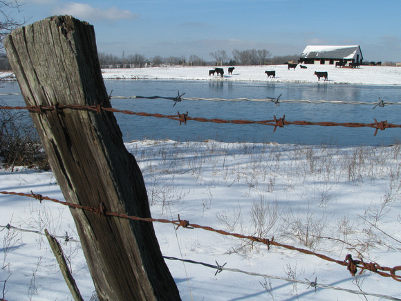 Cows near Frozen Pond