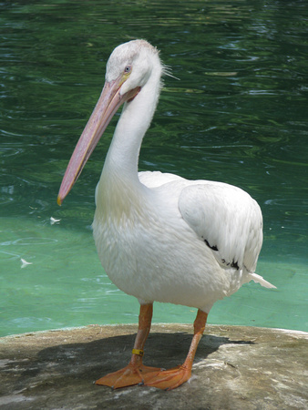 Pelican at the Memphis Zoo