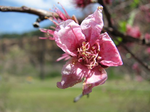 Peach Blossoms near Emerald Park